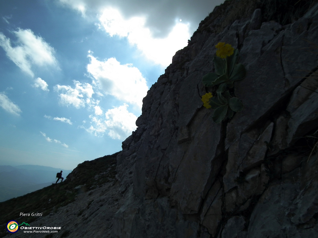 86 primula sulle rocce....JPG